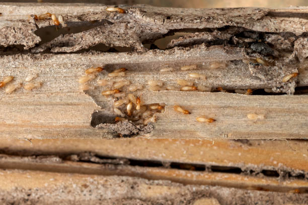 Reliable Fayetteville, TN Pest Control Solutions